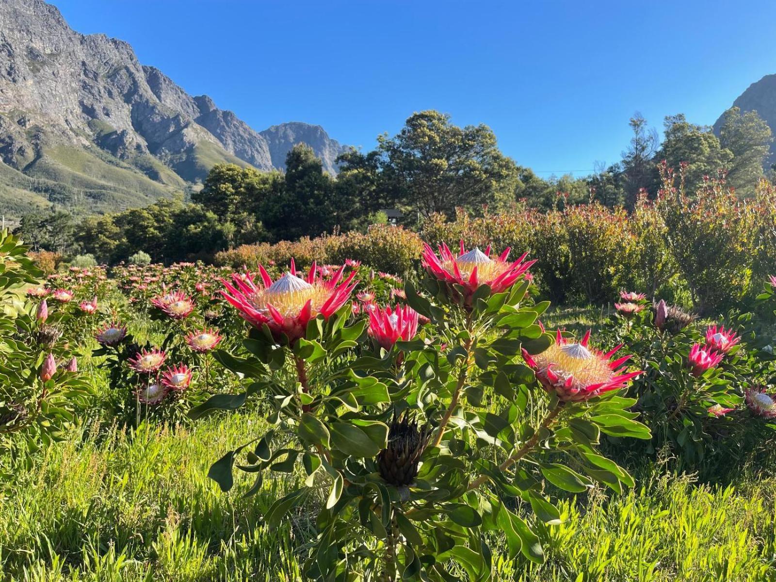 Bed and Breakfast Chambray Estate - The Terraces In The Vines Franschhoek Exterior foto